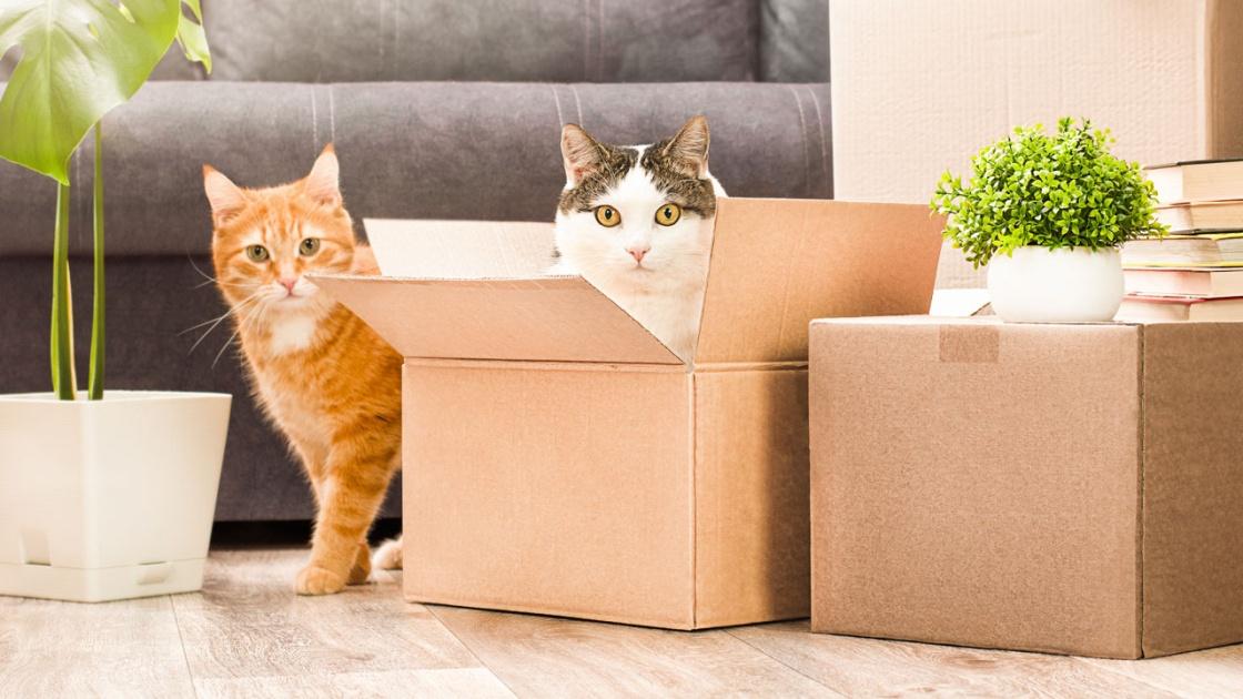 Quand laisser sortir son chat après un déménagement ?